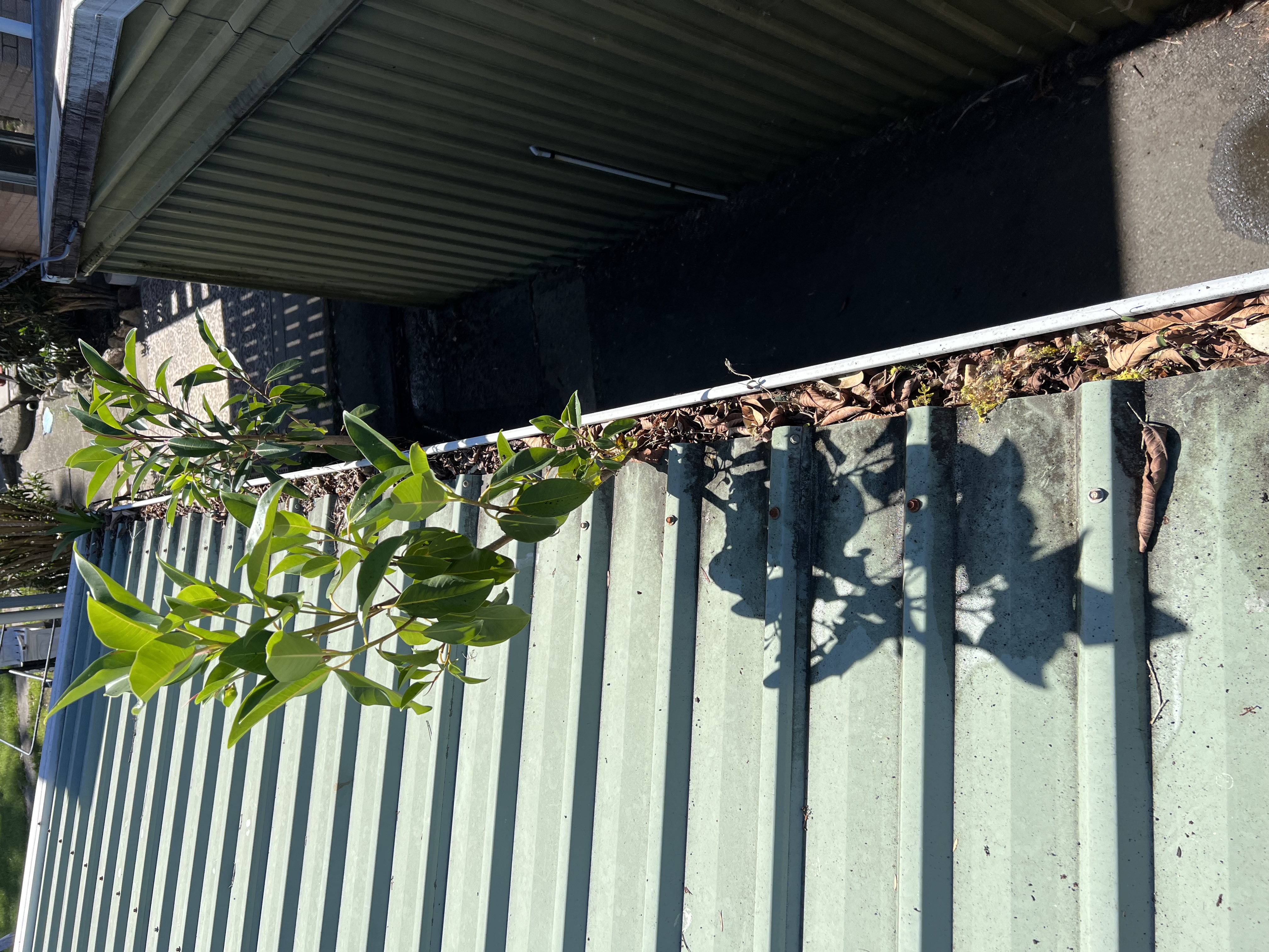Gutter-Cleaning-and-Solar-Panel-Cleaning-in-Eagelby-Brisbane-QLD 2